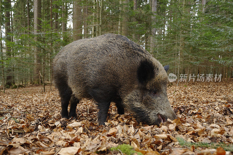 野猪(Sus scrofa)